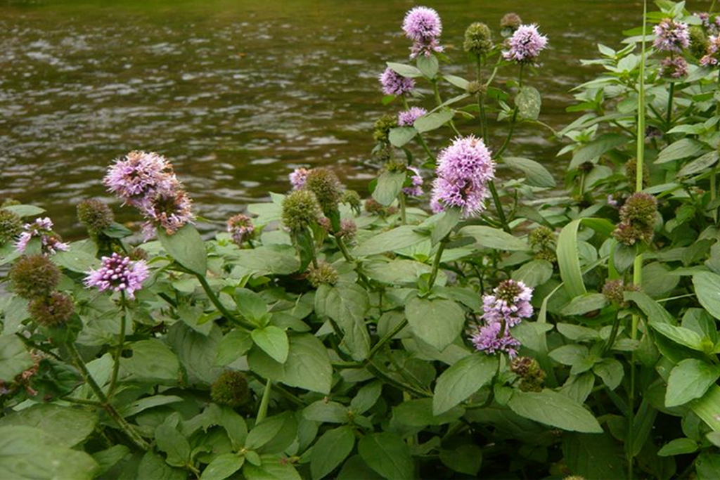 Water Mint