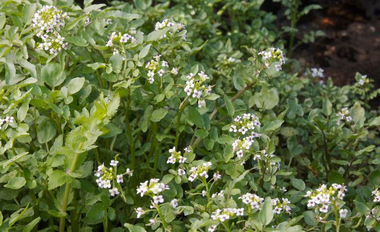 Watercress