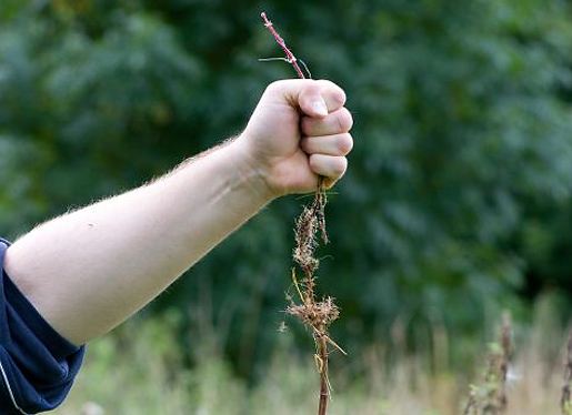 Grasp The Nettle