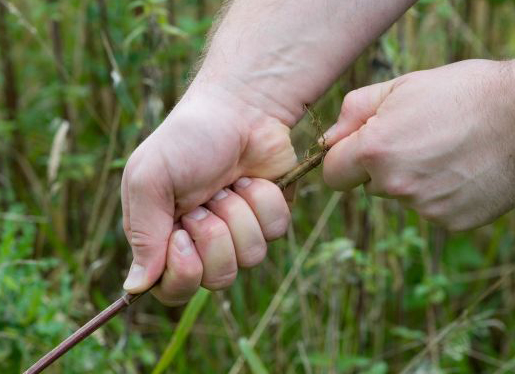 Nettle Stem