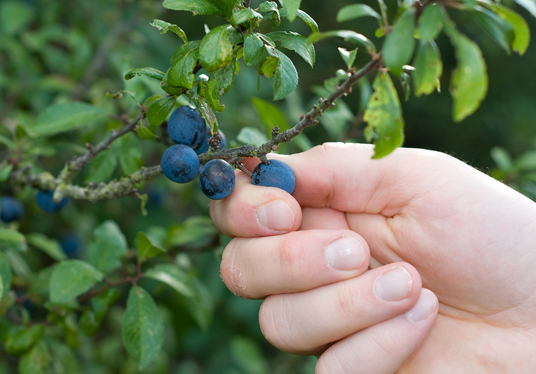 Sloe Picking